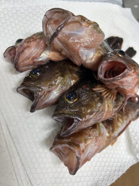 2026.No.2  ライトゲーム