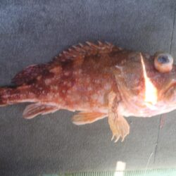 アオナ（アオハタ）にアコウ（キジハタ）が・・・・・