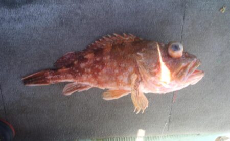 アオナ（アオハタ）にアコウ（キジハタ）が・・・・・