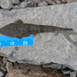 フラットフィッシュ