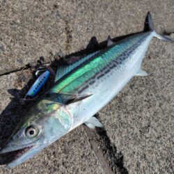 サゴシと太刀魚