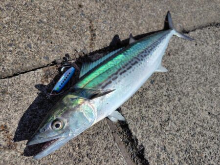 サゴシと太刀魚