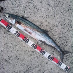 丸々したサワラ