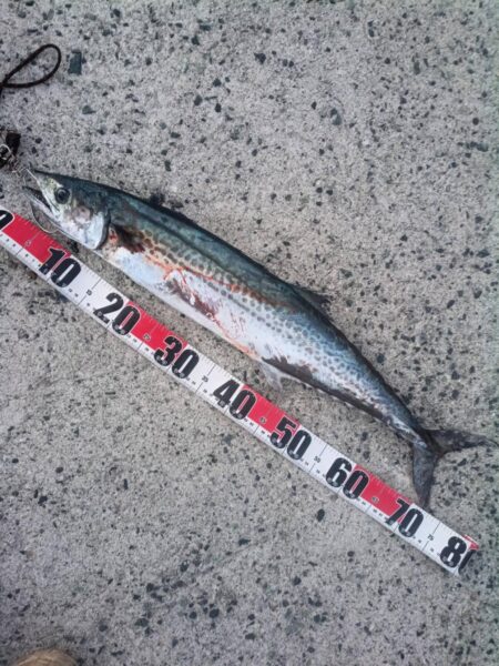 丸々したサワラ