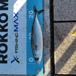 久しぶりの近場