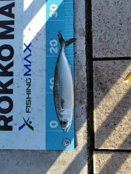 久しぶりの近場