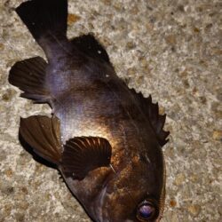 電気ウキ釣り 5