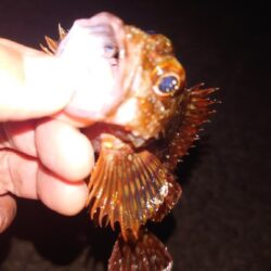 電気ウキ釣り 6