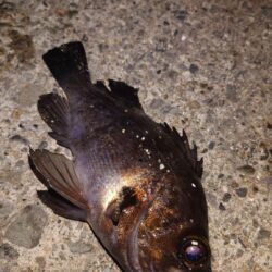 電気ウキ釣り 7