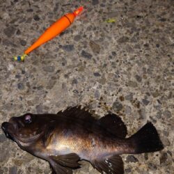 電気ウキ釣り 8