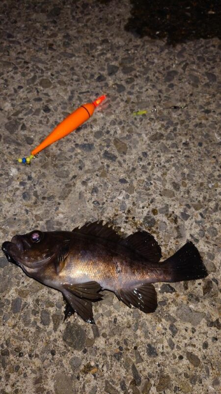 電気ウキ釣り 8