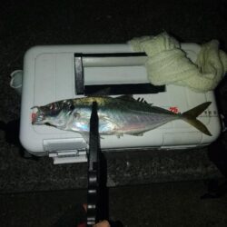 (尺アジ)フロートゲ~ム