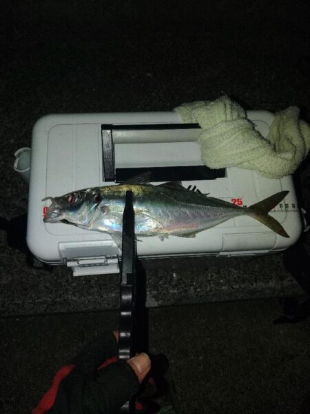 (尺アジ)フロートゲ~ム