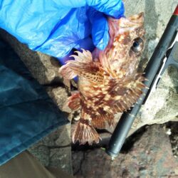 春めき、ガシラ