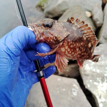 雨予報…ガシラ