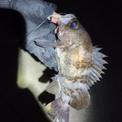 離島ライトゲーム