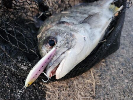 澪示威チニング