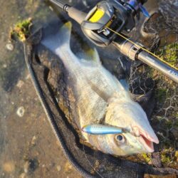 しごまえ、しごおわチニング