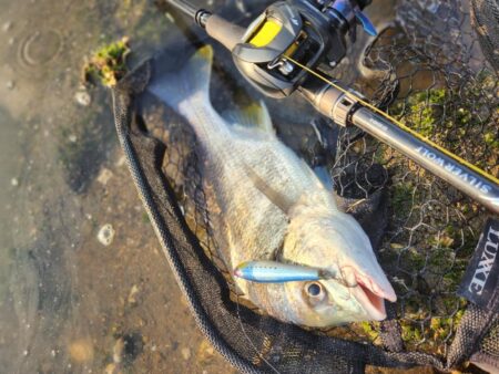 しごまえ、しごおわチニング