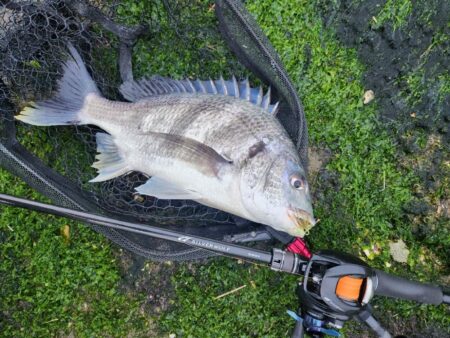 しごおわチニング