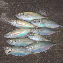 久々いいサイズきた～