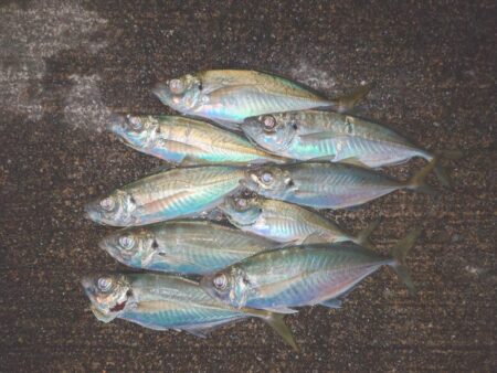 久々いいサイズきた～