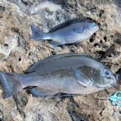 南紀フカセ遠征