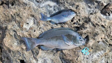 南紀フカセ遠征