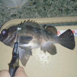 雨降り前のメバリング