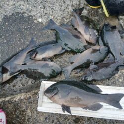 和歌山市江（吉丸渡船）でグレ釣り