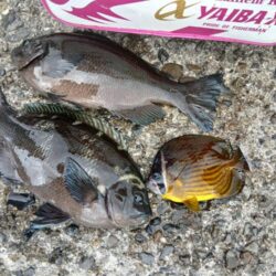 和歌山市江（吉丸渡船）でグレ釣り