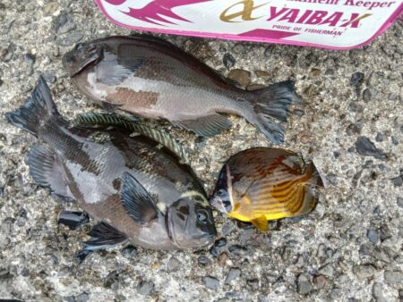 和歌山市江(吉丸渡船)でグレ釣り