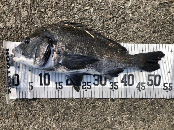 イチノ兄弟、釣果！