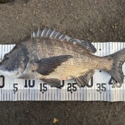 イチノ兄弟、釣果！