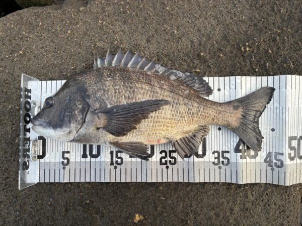 イチノ兄弟、釣果！