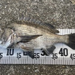 イチノ兄弟、釣果！