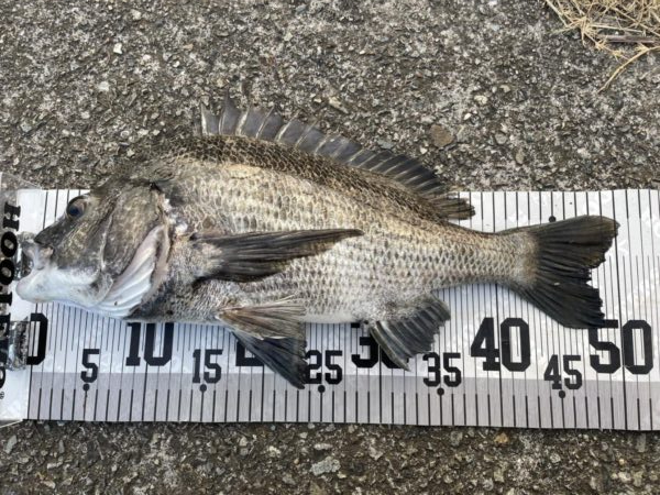 イチノ兄弟、釣果！