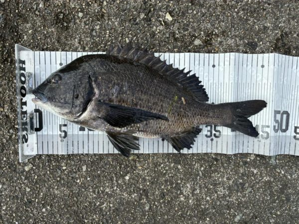 イチノ兄弟、釣果！