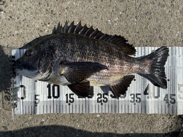 イチノ兄弟、釣果!