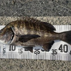 イチノ兄弟、釣果！