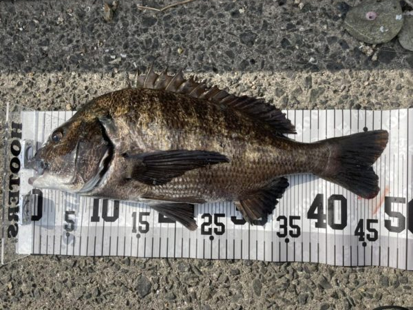 イチノ兄弟、釣果！