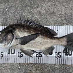 イチノ兄弟、釣果！