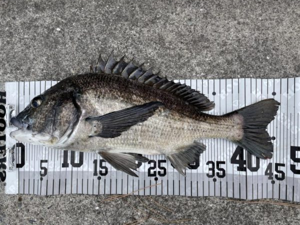 イチノ兄弟、釣果!