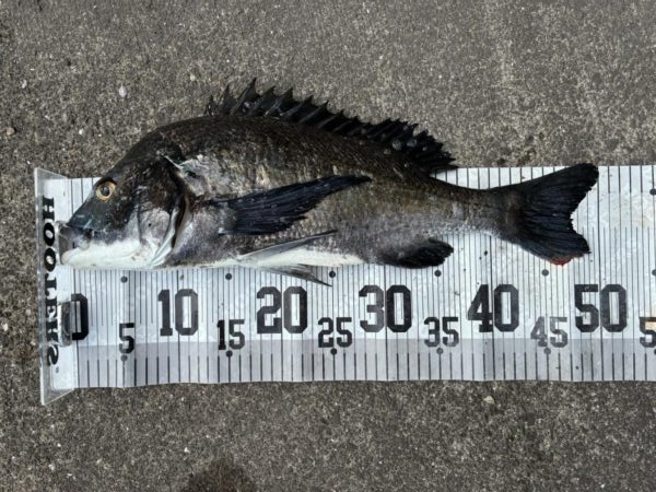 イチノ兄弟、釣果！