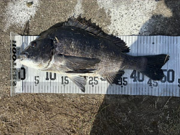 イチノ兄弟、釣果！