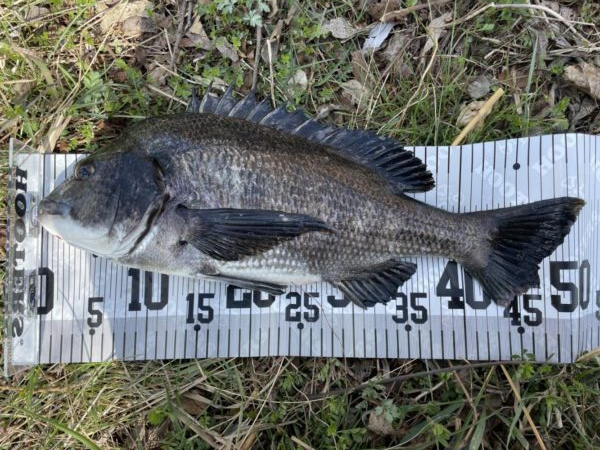 イチノ兄弟、釣果！