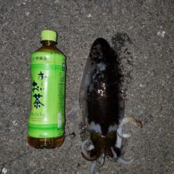 春アオリイカ狙い