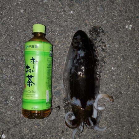 春アオリイカ狙い