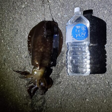 春アオリイカ狙い