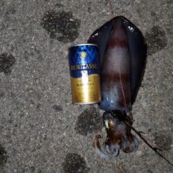春アオリイカ狙い